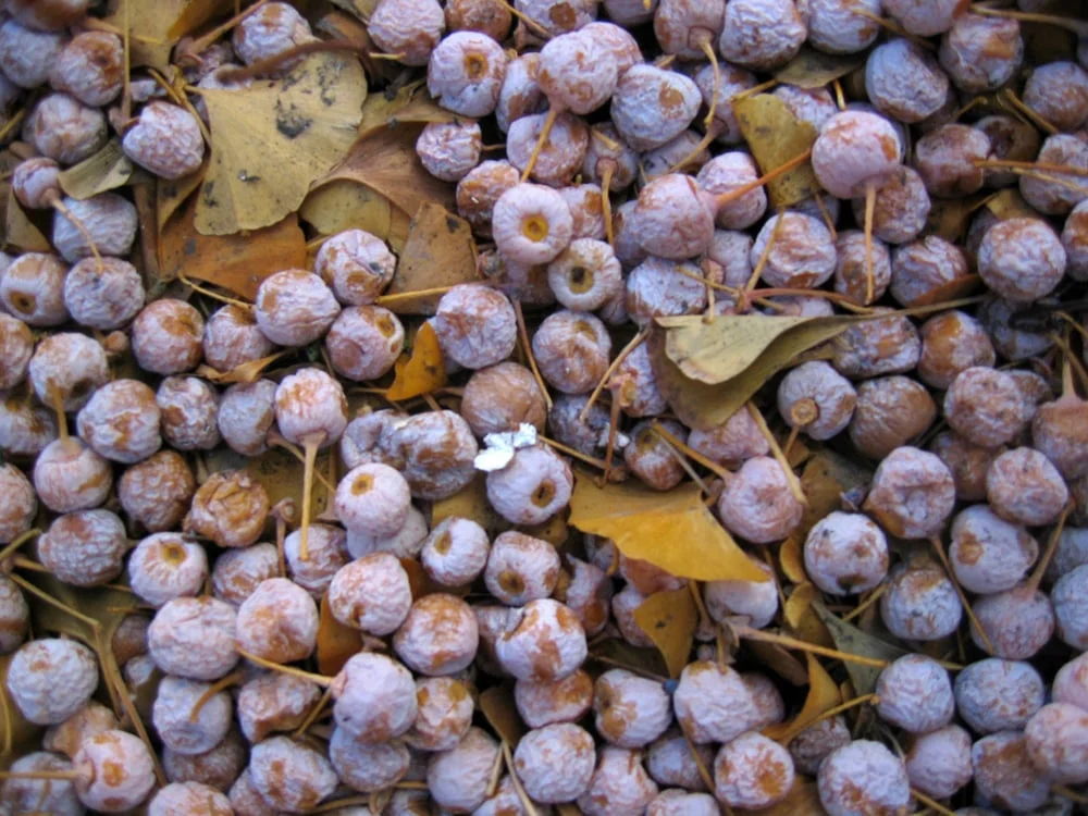 Episode 5 Ginkgo Stink — Outside/In