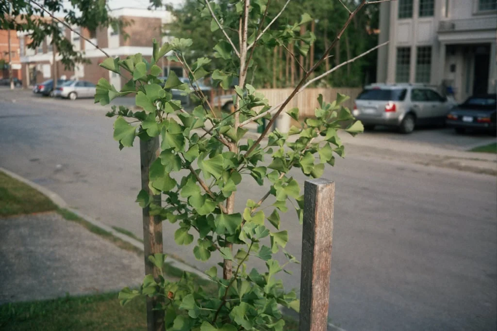 Episode 5 Ginkgo Stink — Outside/In