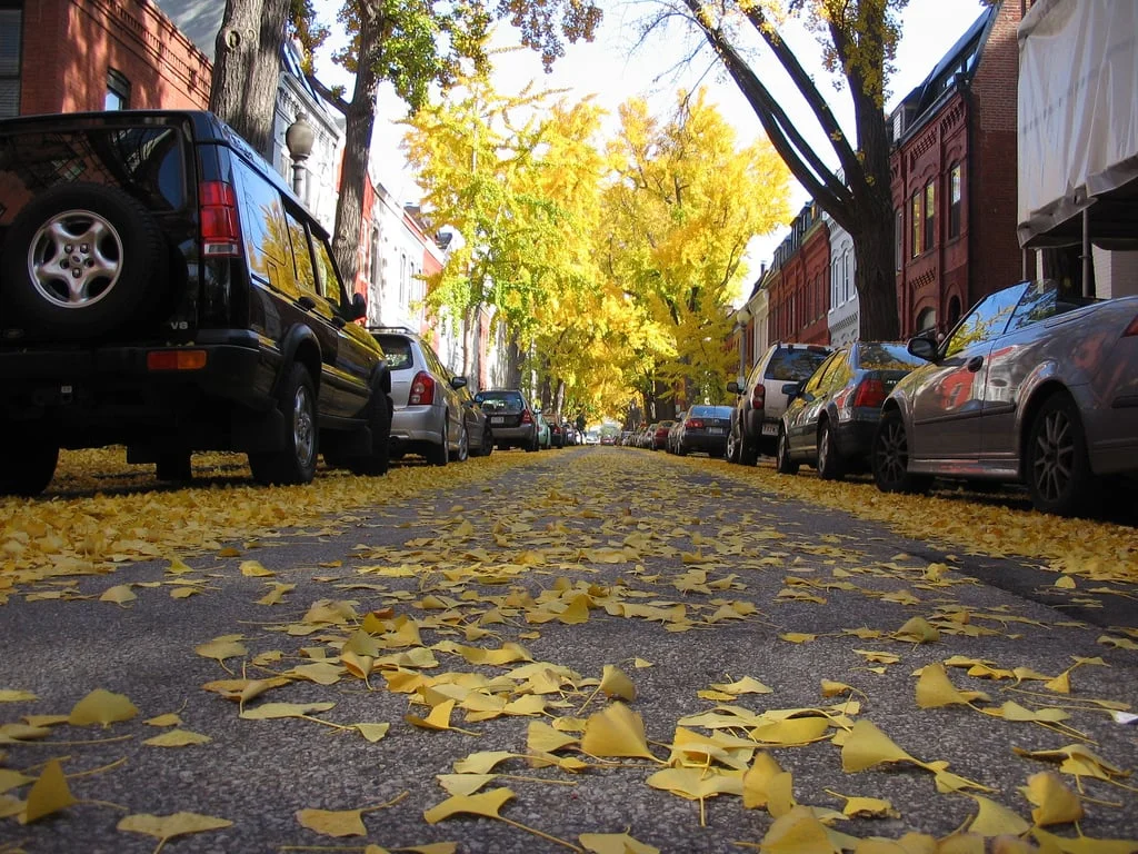 Episode 5 Ginkgo Stink — Outside/In