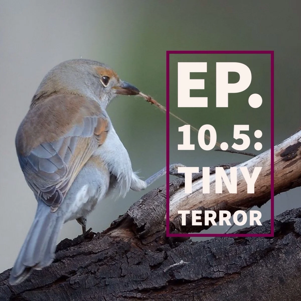 Tiny Terror