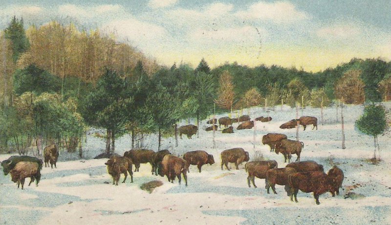 From Brian Meyette's Corbin Park This is an image from an early postcard, showing the bison in Corbin Park Courtesy Dr. Mary Comeau-Kronenwetter