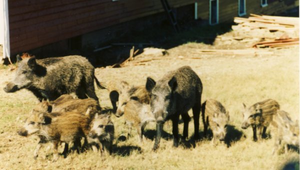 Some of the many wild pigs hanging around Central Station Courtesy of Brian Meyette