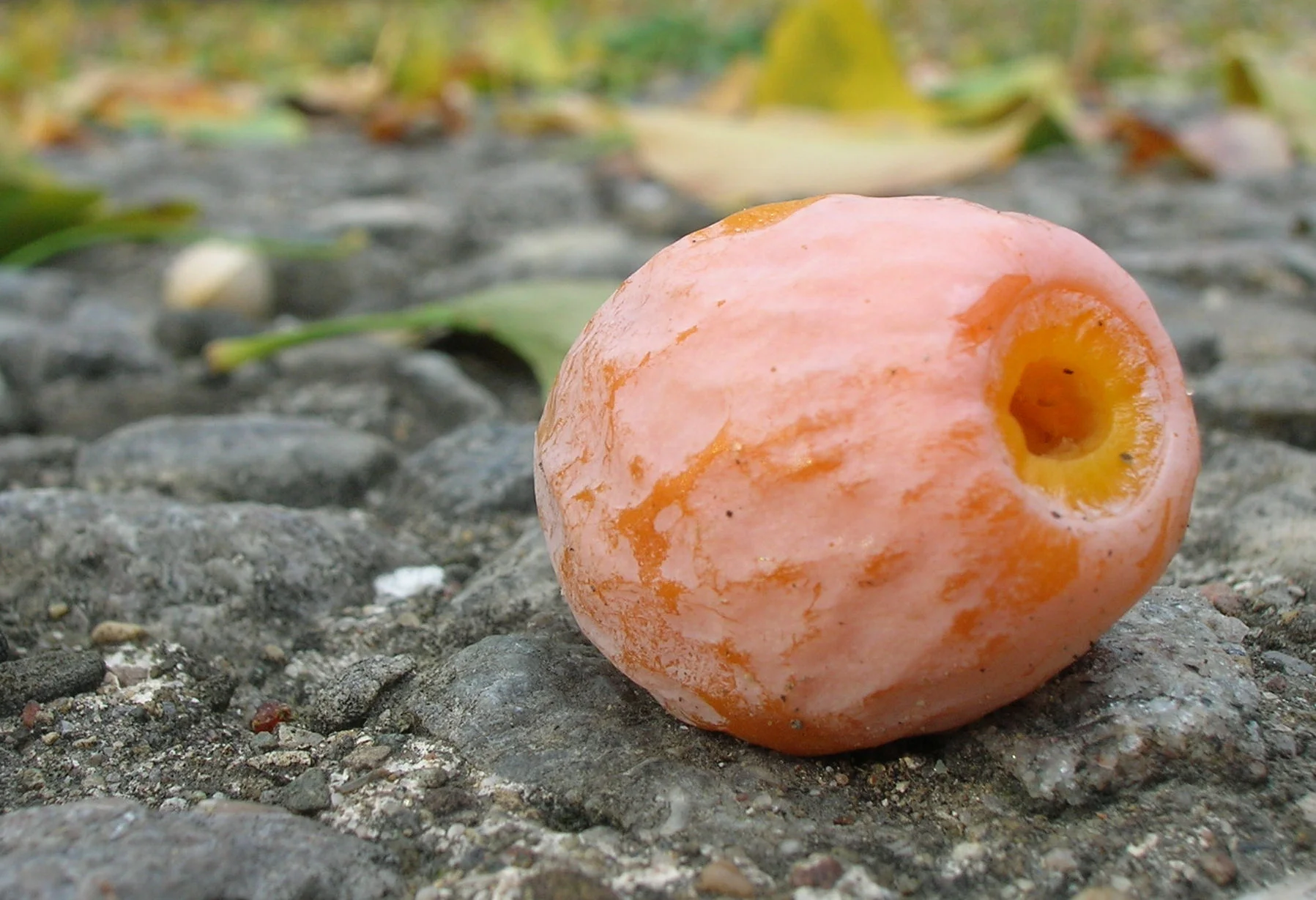 Ginkgo Fruit.jpg