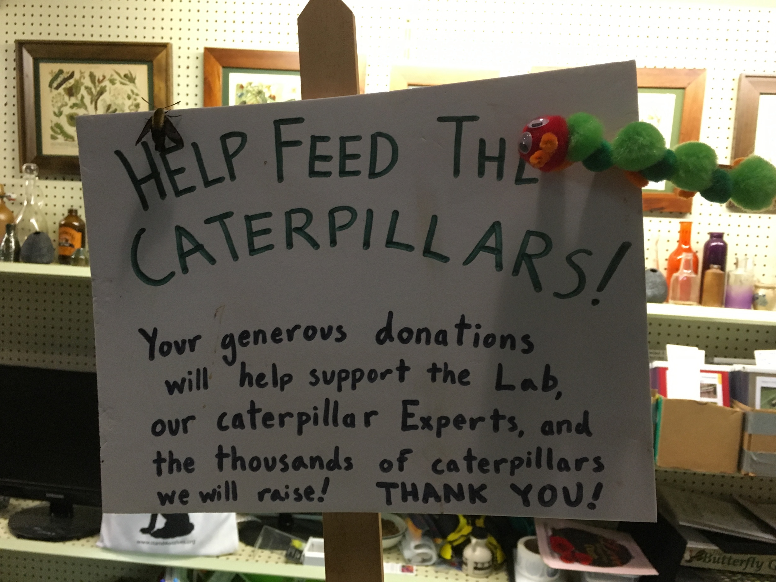Thanks to the Caterpillar Lab in Keene, NH!