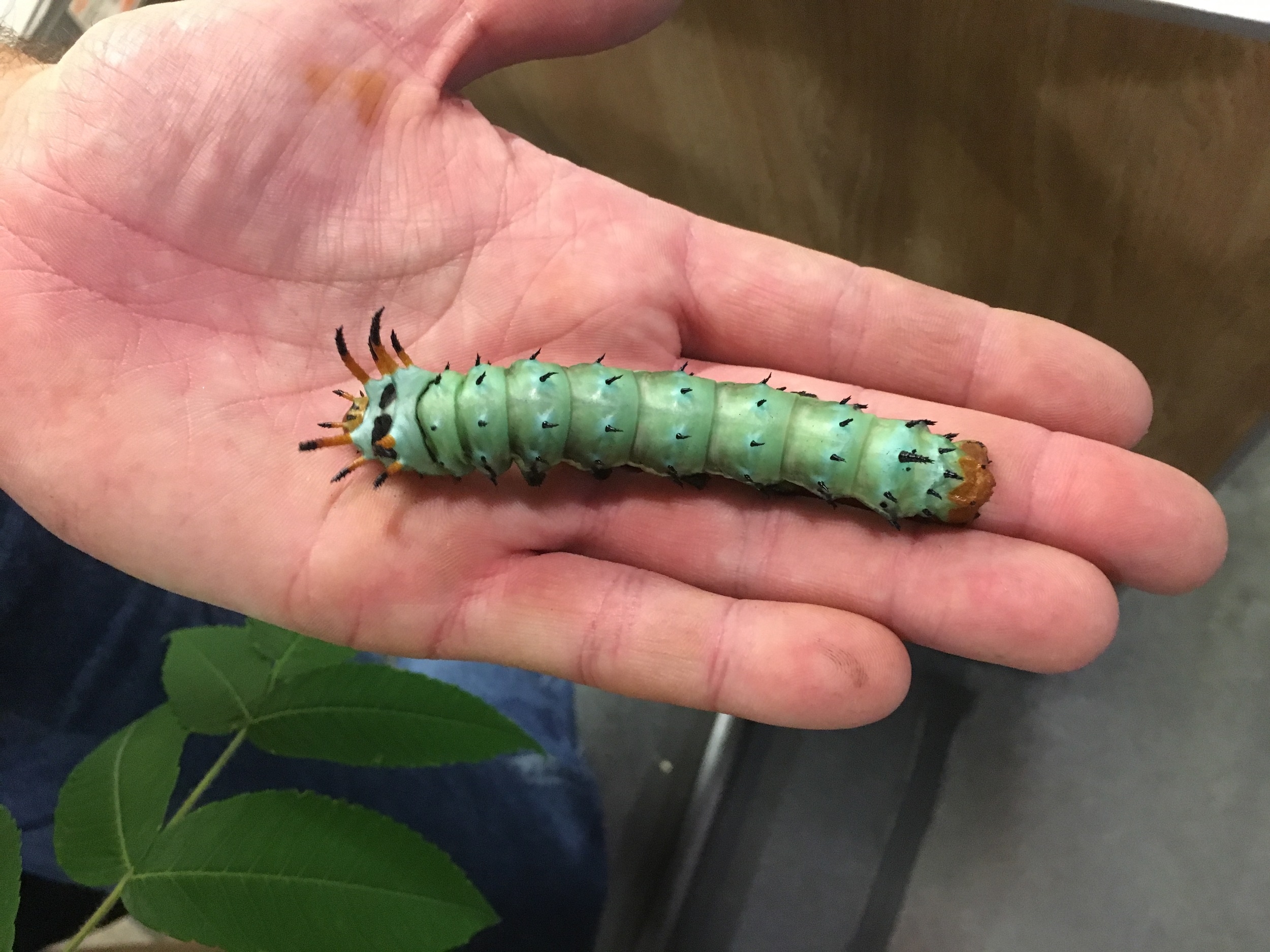That's one juicy caterpillar. 