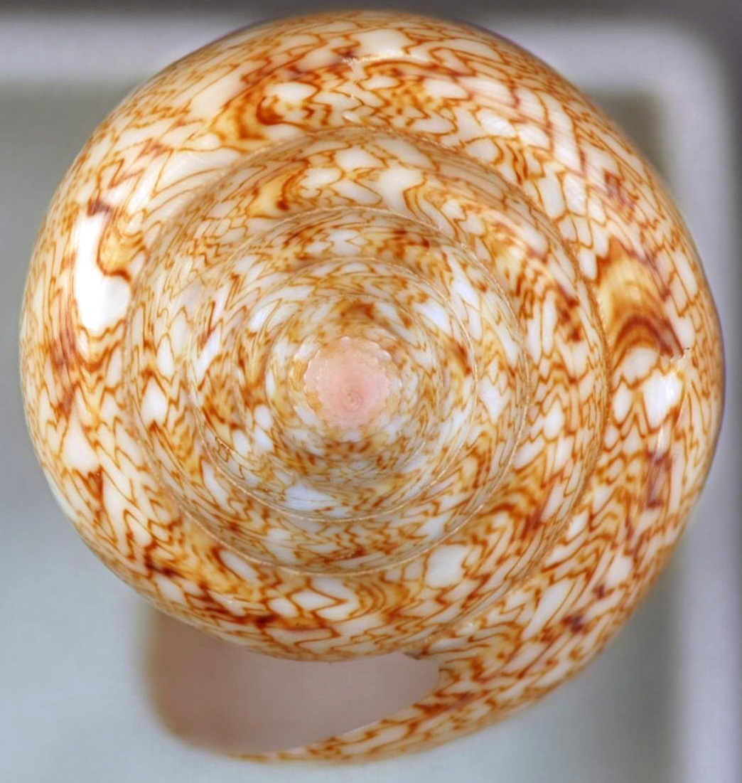 Conus gloriamaris (glory-of-the-seas cone snail)