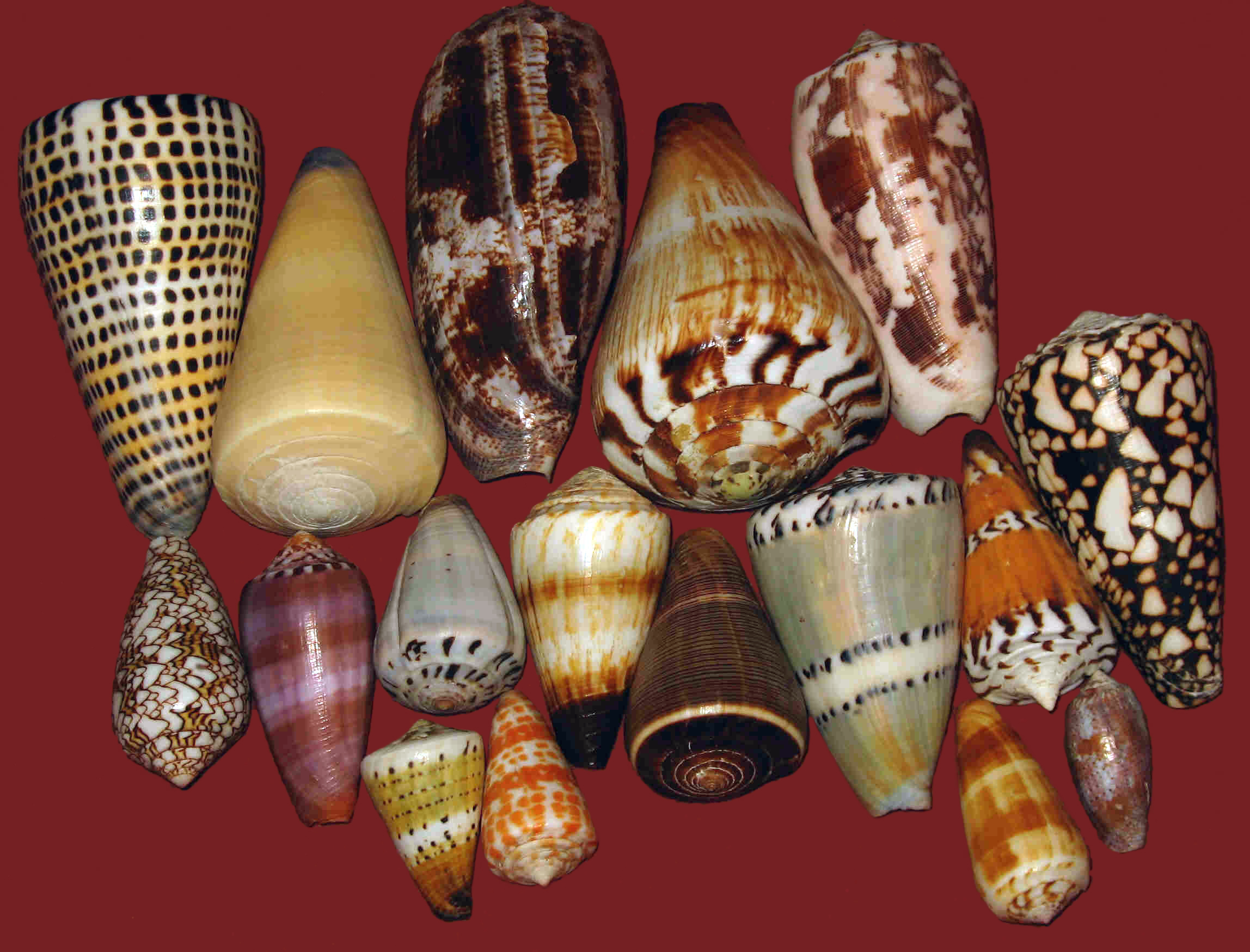 Various Cone Snails