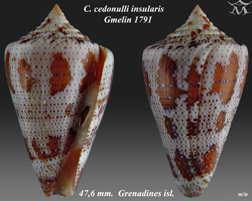 Conus cedonelli insularis