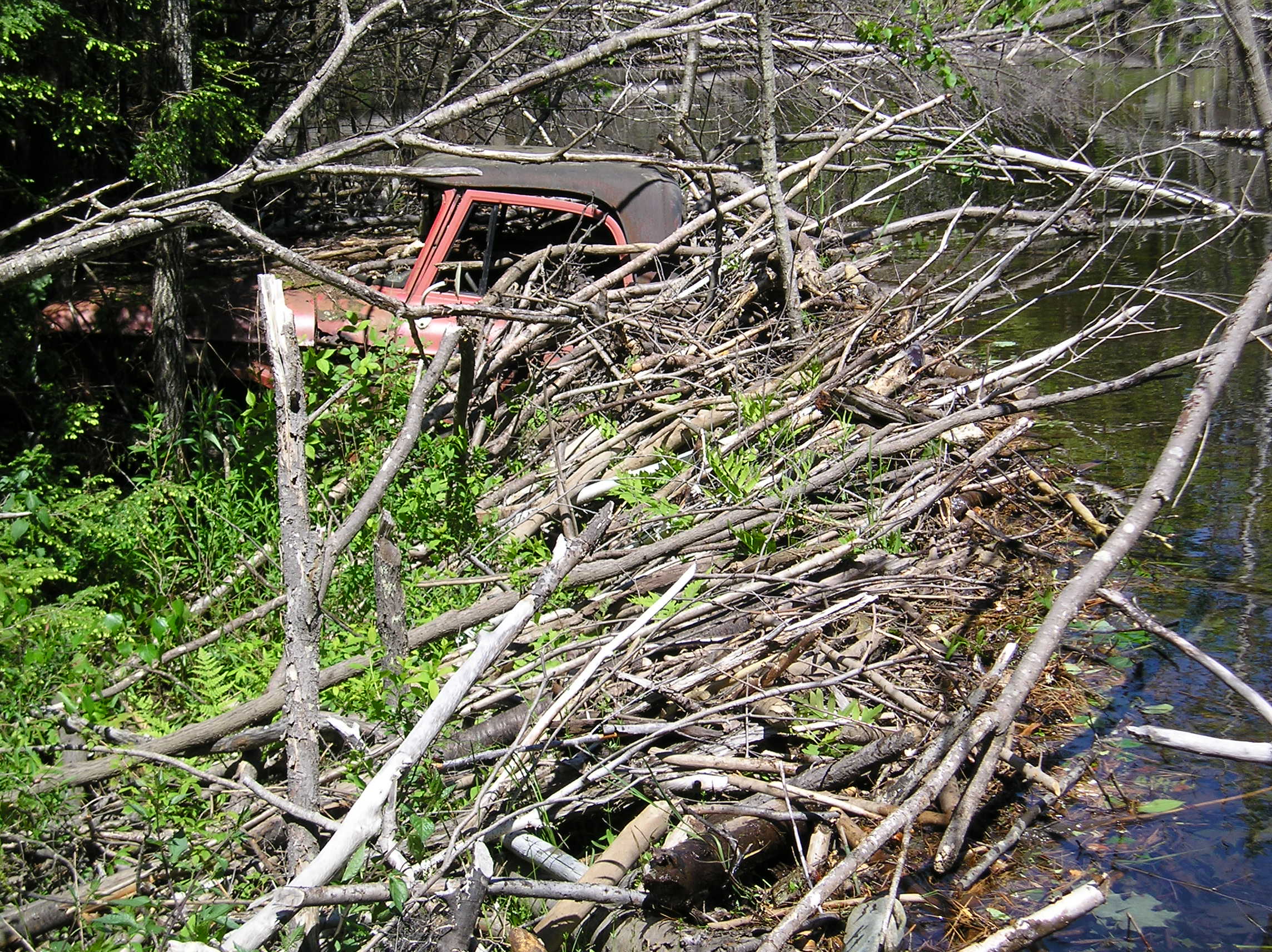A pick-up truck swallowed whole by a beaver dam. | Photo Courtesy of Mike Callahan, beaversolutions.com