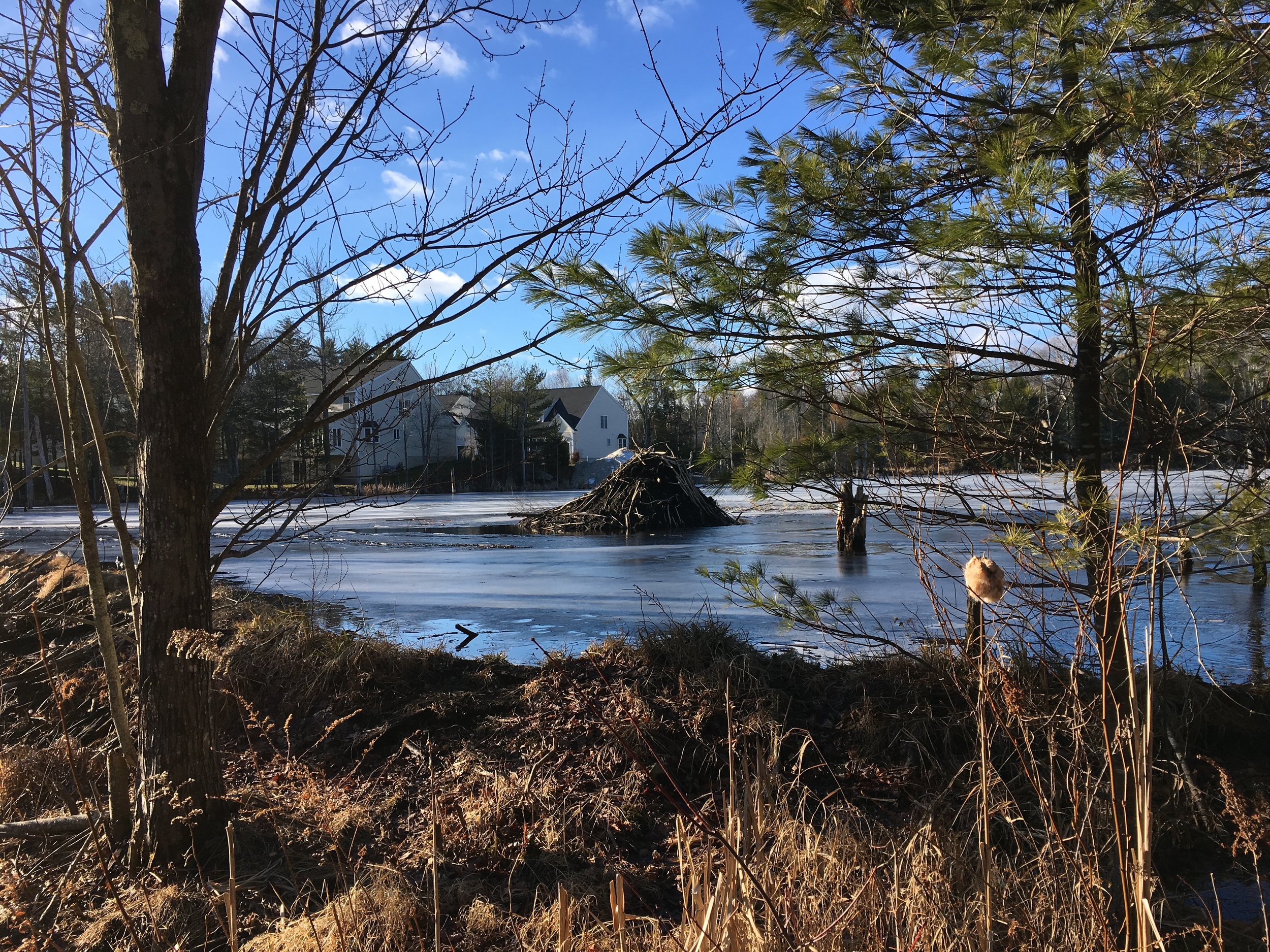 A beaver lodge on a pond in Art Wolinsky's neighborhood.