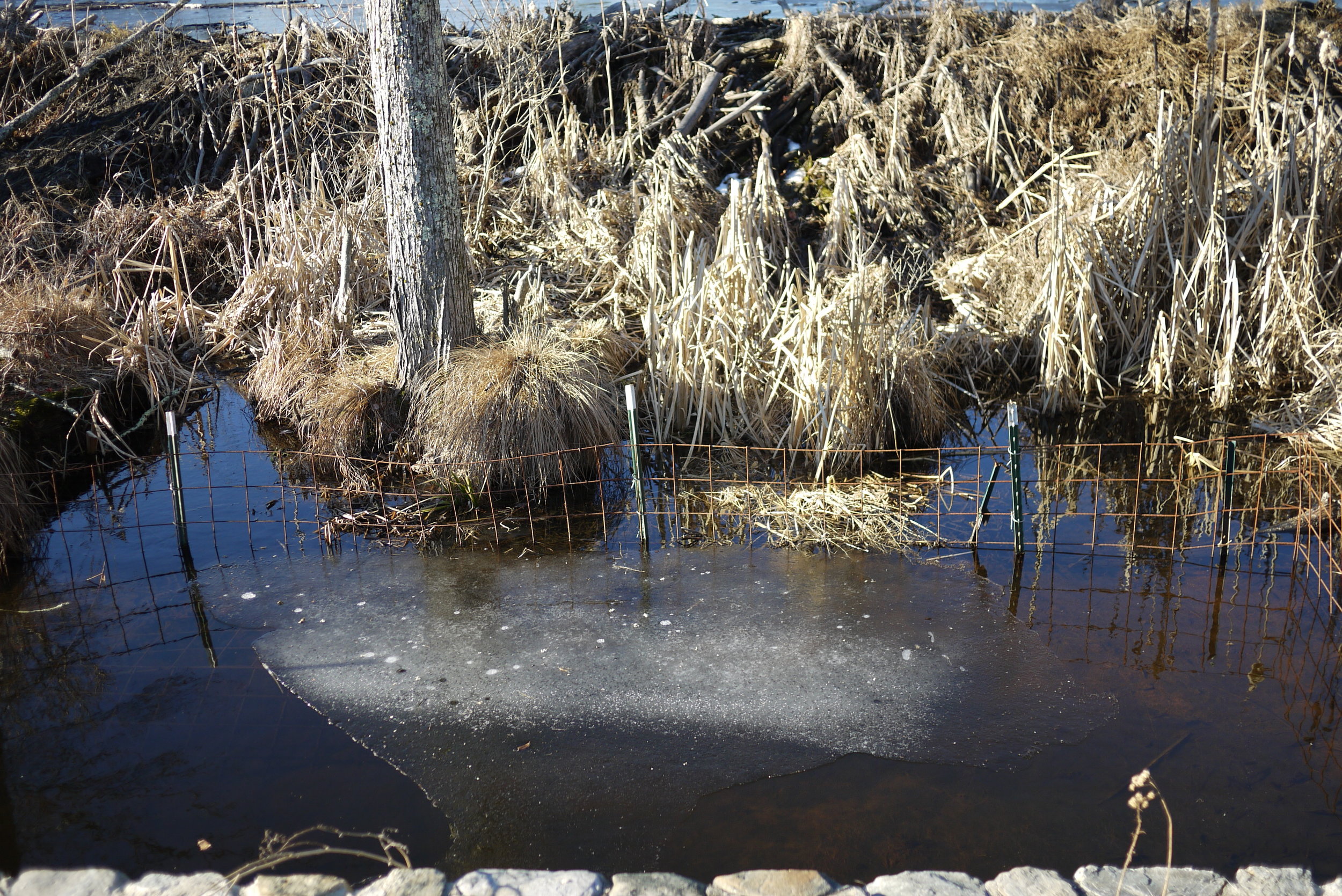 This is how Art Wolinksy tricks the beavers into believing their dam is working.