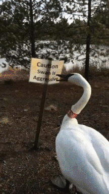 giphy-downsized-large (1).gif