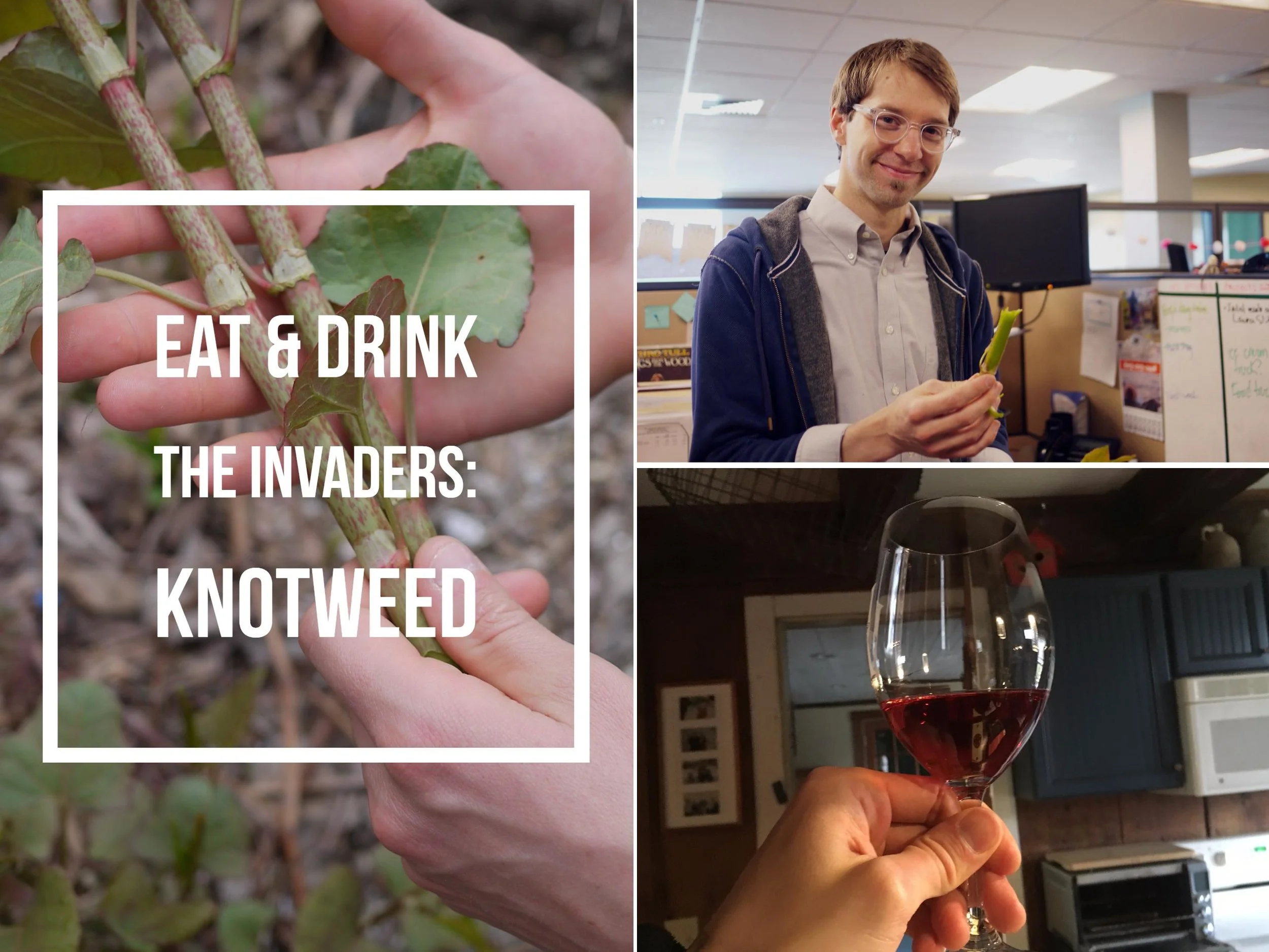 KNOTWEED TITLE.jpg