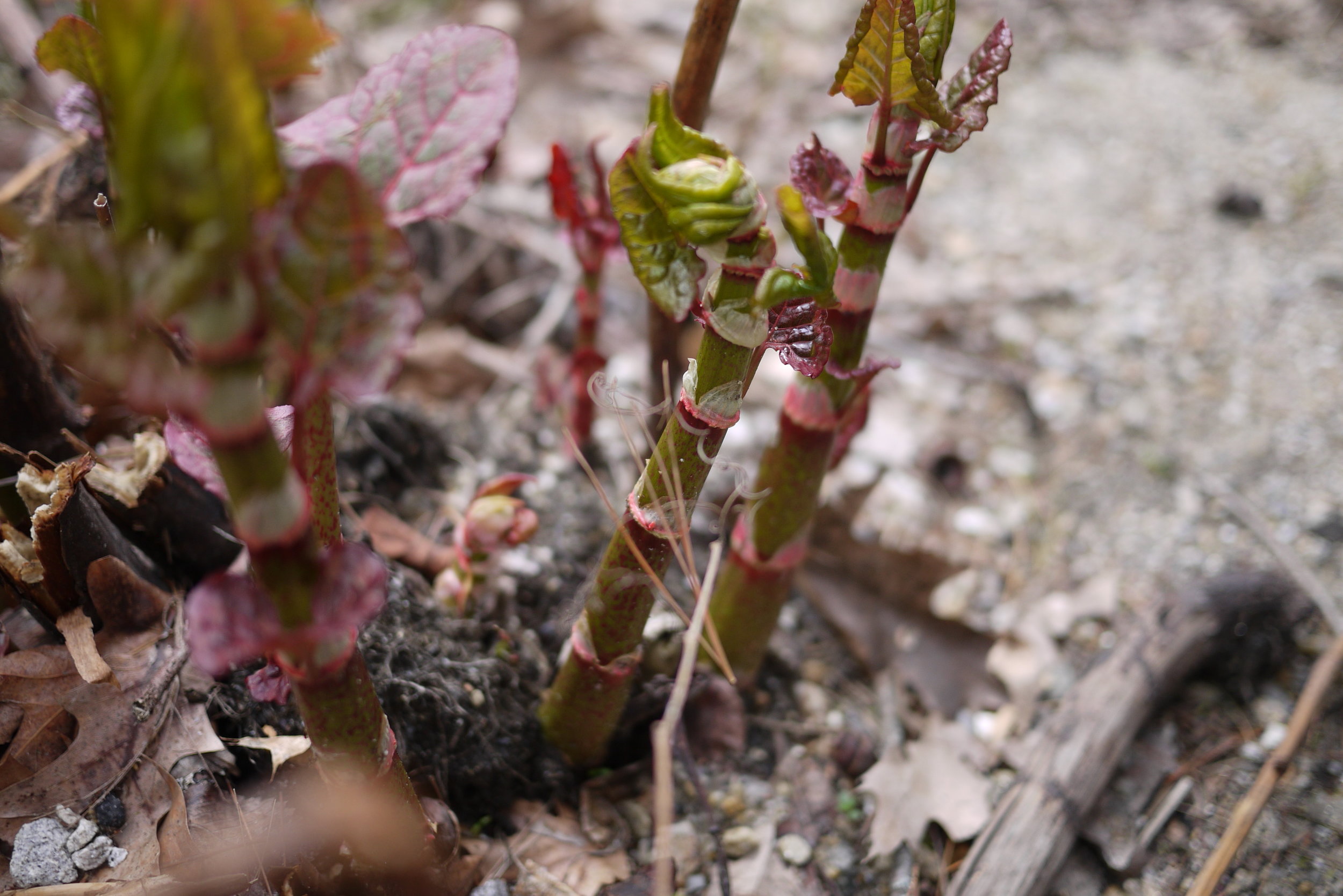 Best consumed in the early stages of growth | Photo: Logan Shannon
