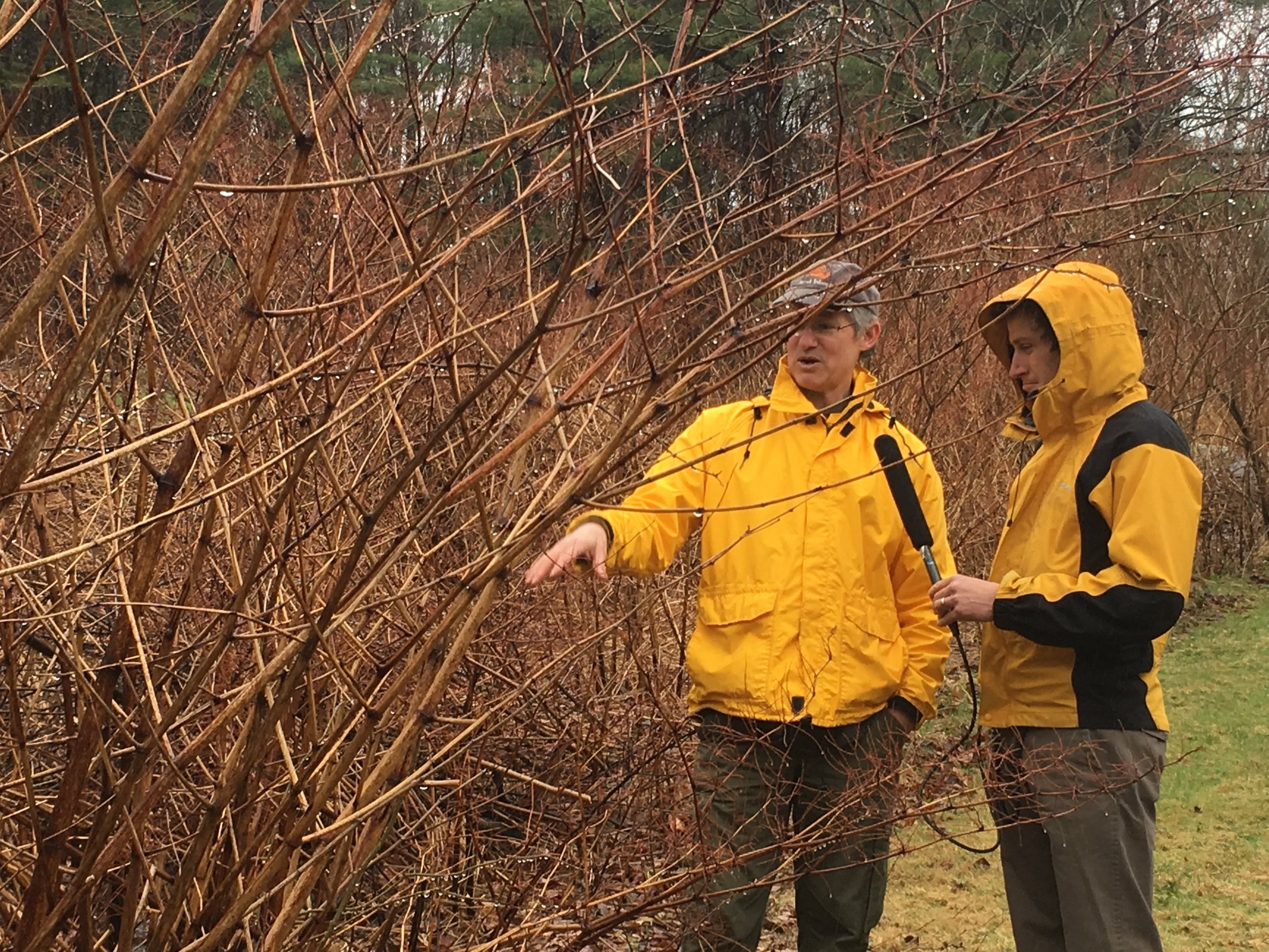 Ken and Sam check out the knotweed growth on Ken's property | Photo: Taylor Quimby