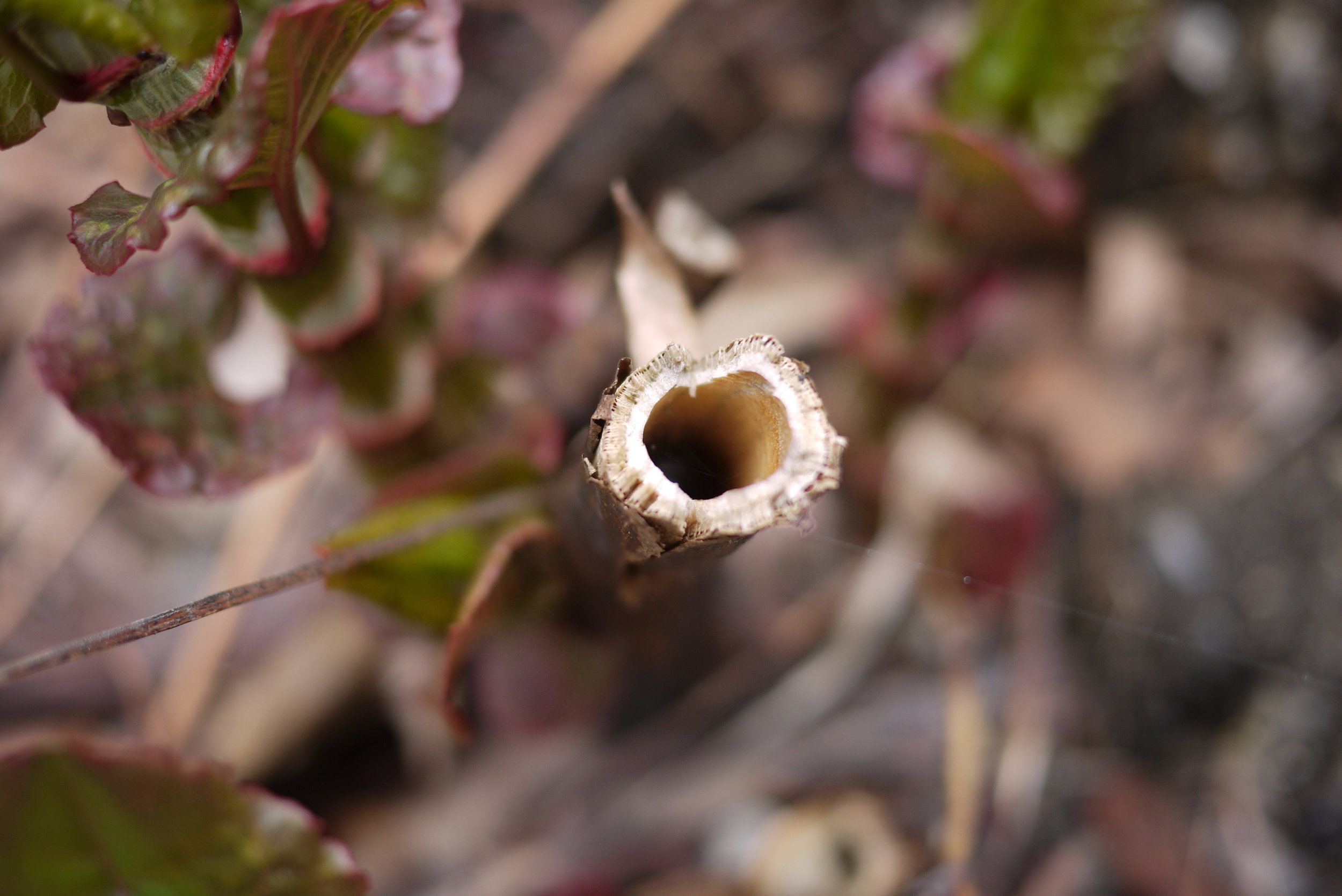 LATER IN LIFE, JAPANESE KNOTWEED GETS VERY WOODY