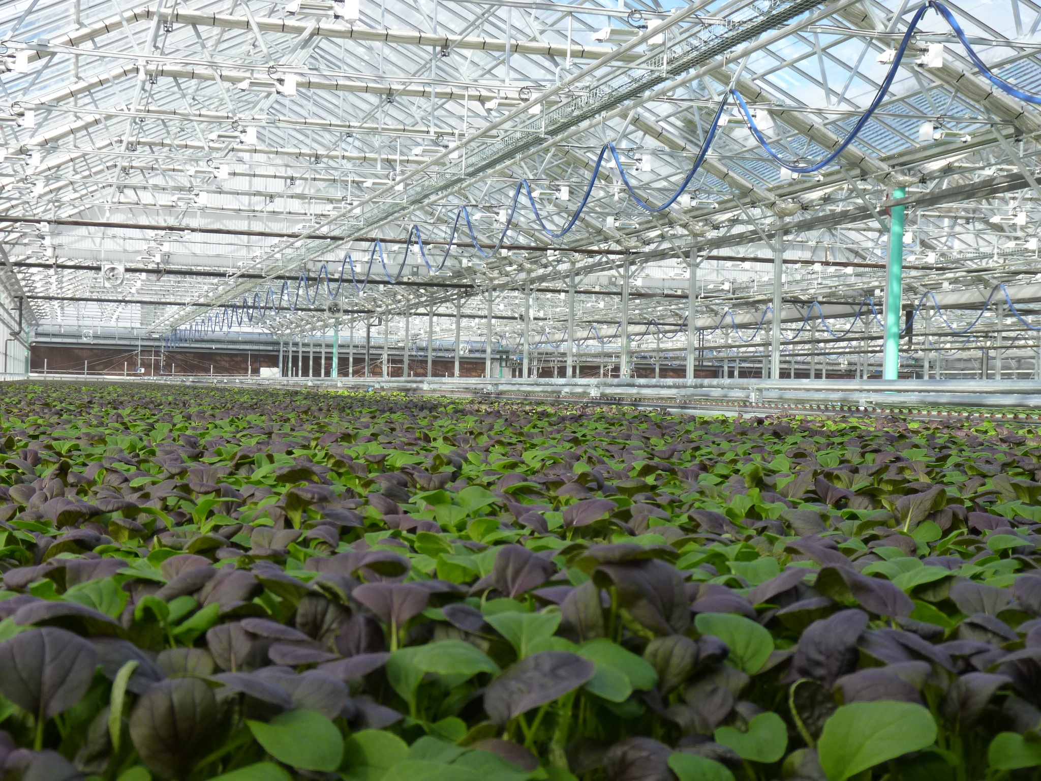 Greenhouse Update: Large Scale Hydroponics - Saint Louis Science Center