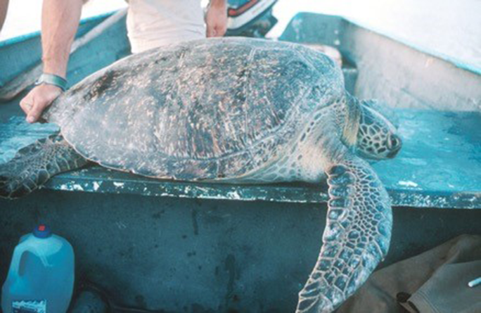 Close-up of the first turtle Jeff and J ever caught.