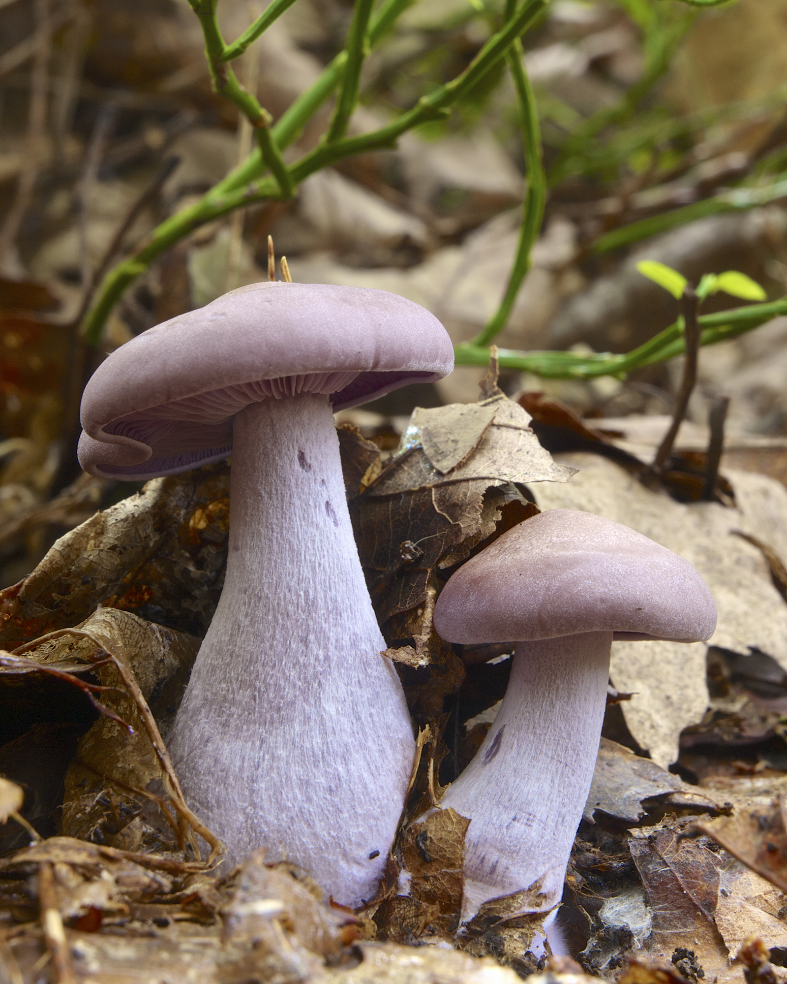 Blewits