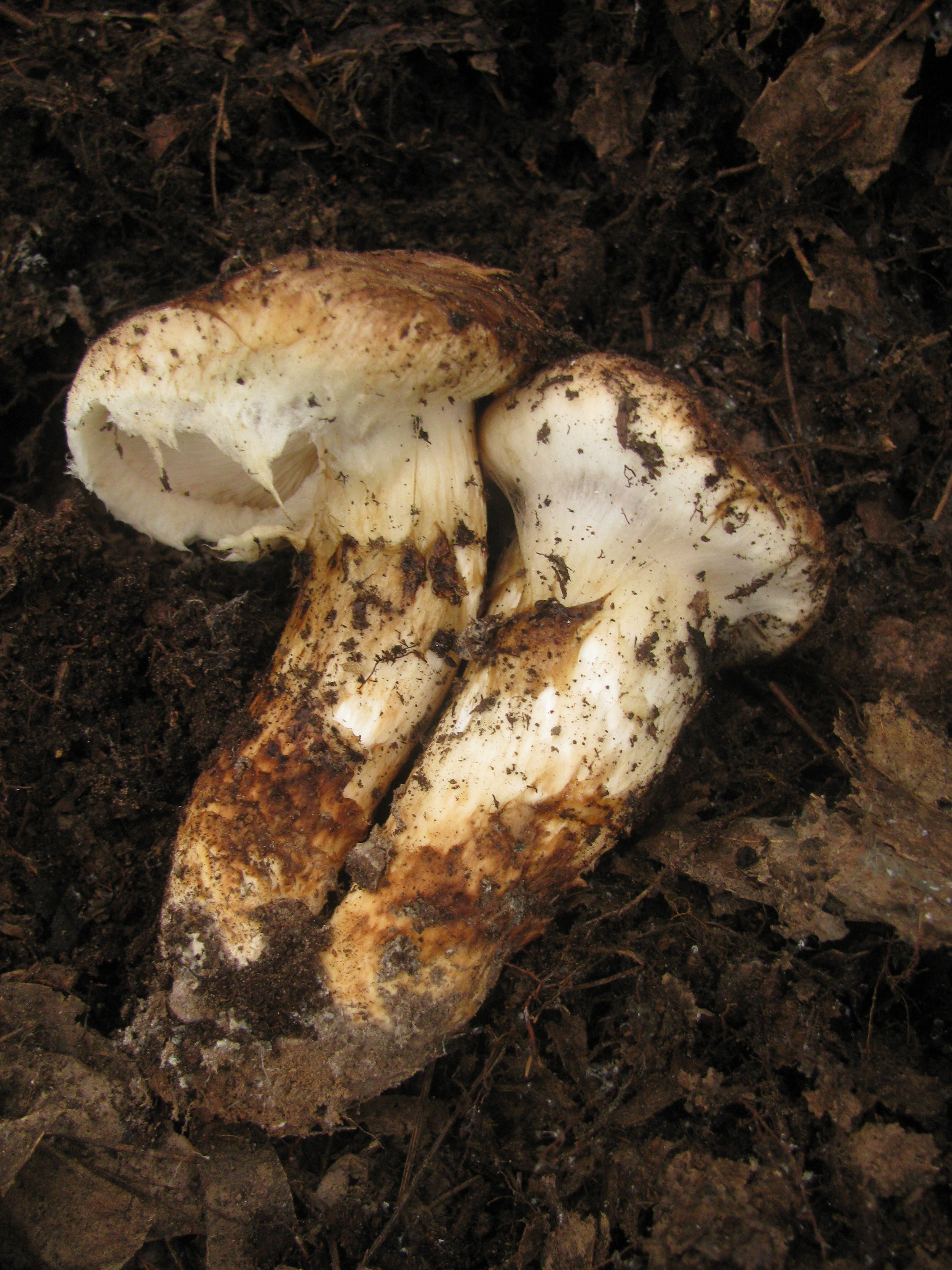 Matsutake