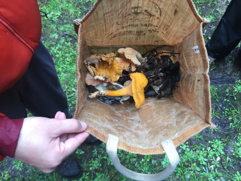 Take a peek into the bag of a novice mushroom hunter who’s delighted to have found chanterelles, black trumpets, and other edible mushrooms. | Photo: Barbara Paulsen