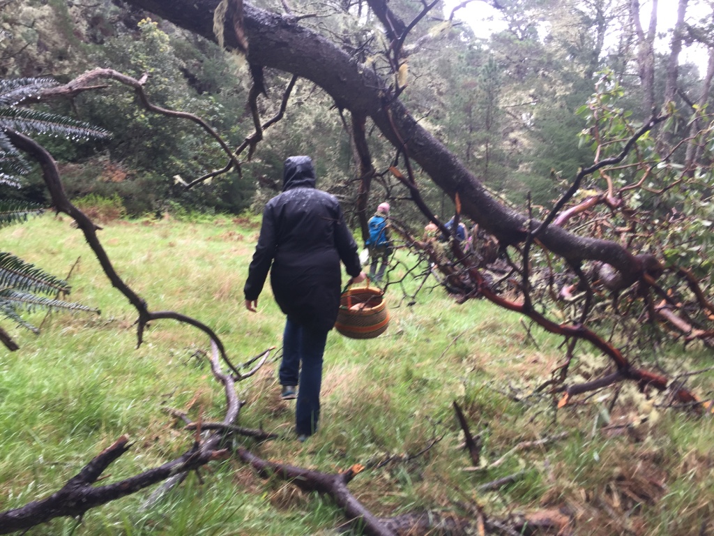True mushroom hunters collect their bounty in baskets, to prevent the fungi from getting squashed. Plastic bags are a no-no: By day’s end, mushrooms turn to mush. | Photo: Barbara Paulsen
