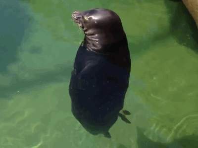 giphy (2).gif