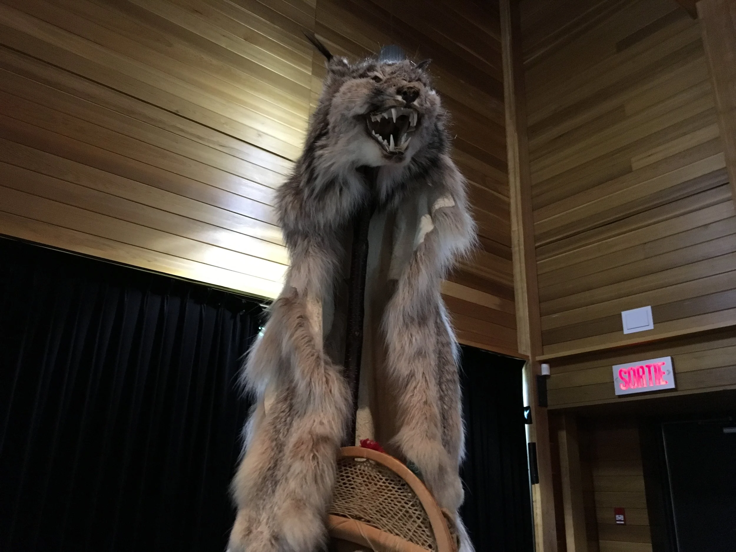 PESSAMIT_BOBCAT_PELT_IMG_3094.JPG