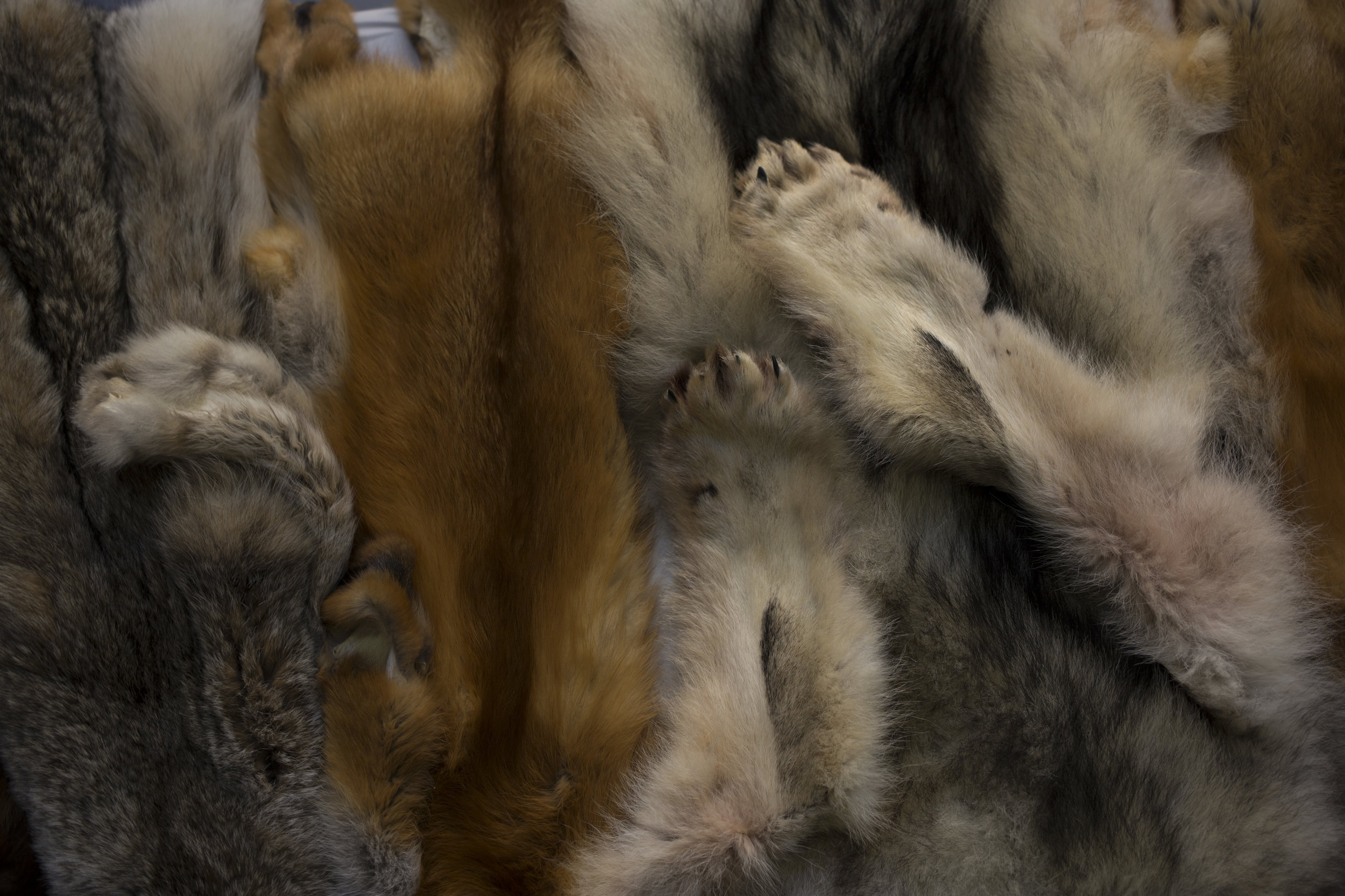 PESSAMIT_PELTS_IMG_5949.jpg