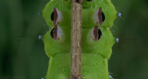 caterpillarlegs.gif