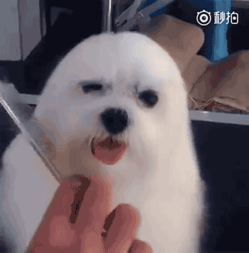 Bichon.gif