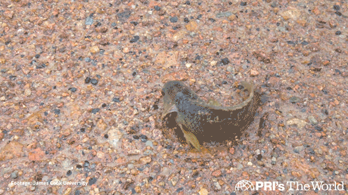 WalkingFish.gif