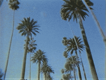 PalmTrees.gif