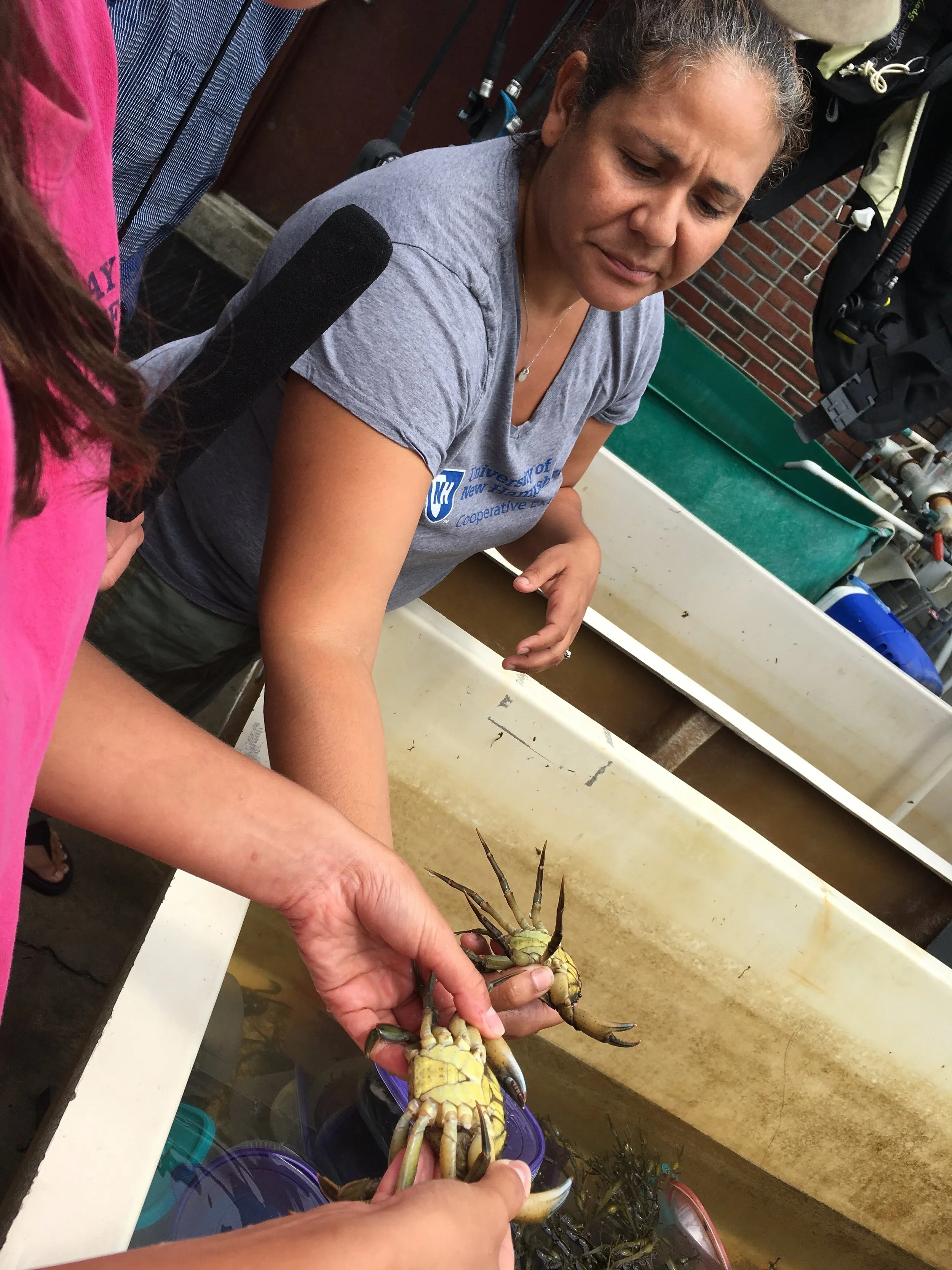 Gabby Brandt is looking for signs that these two male green crabs are going to molt. She is also trying to not get pinched. Photo: Logan Shannon