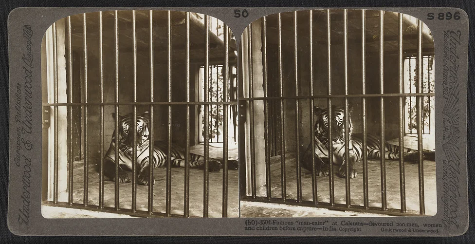 Stereographic image titled, "Famous 'man-eater' at Calcutta - devoured 200 men, women and children before capture - India. photo by James Ricalton, public domain.