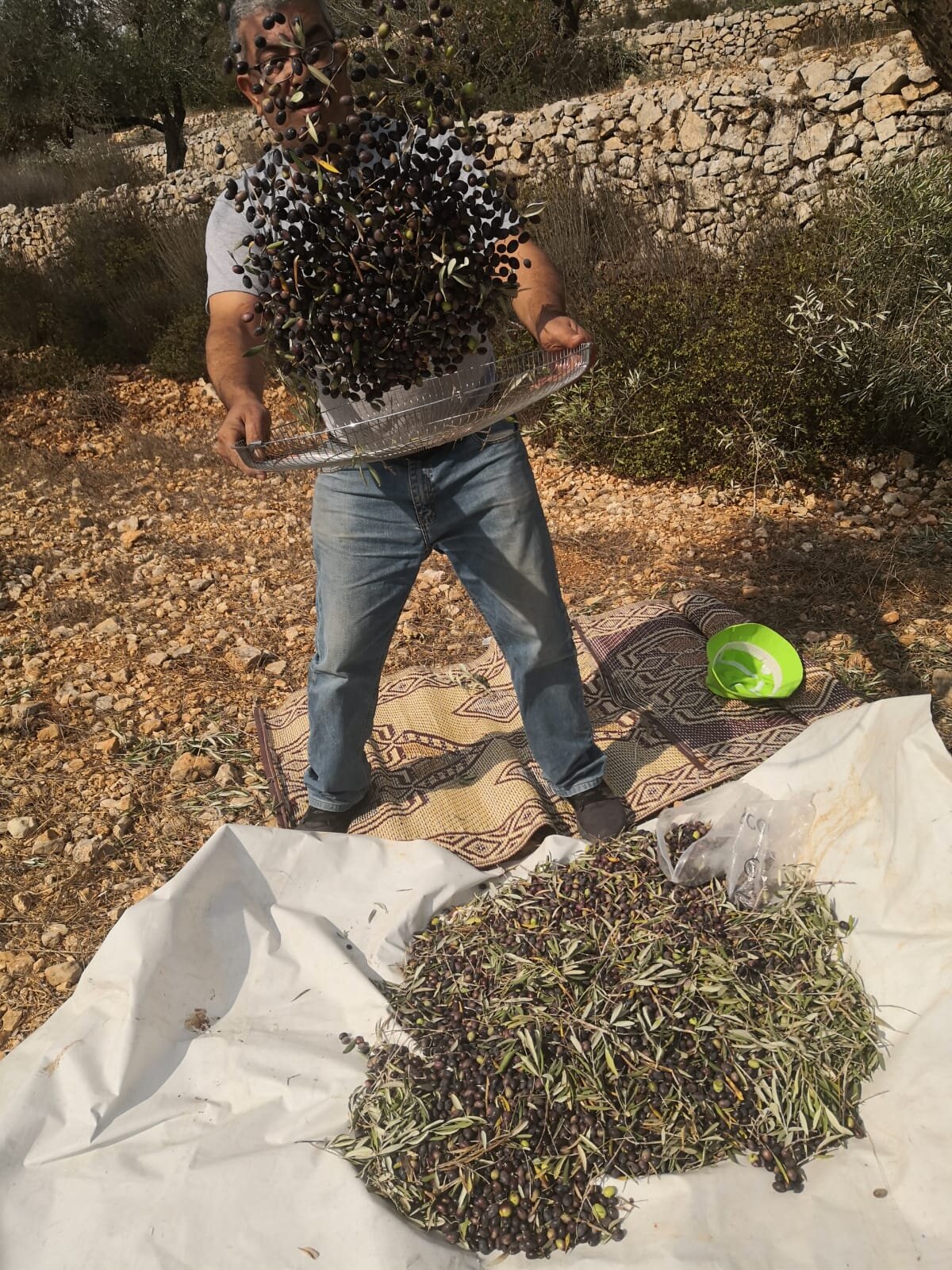  Iyad Hadad harvesting olives. Courtesy Iyad Hadad. 