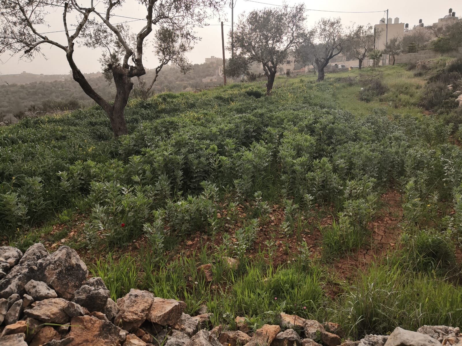  Iyad Hadad’s olive trees. Courtesy Iyad Hadad. 