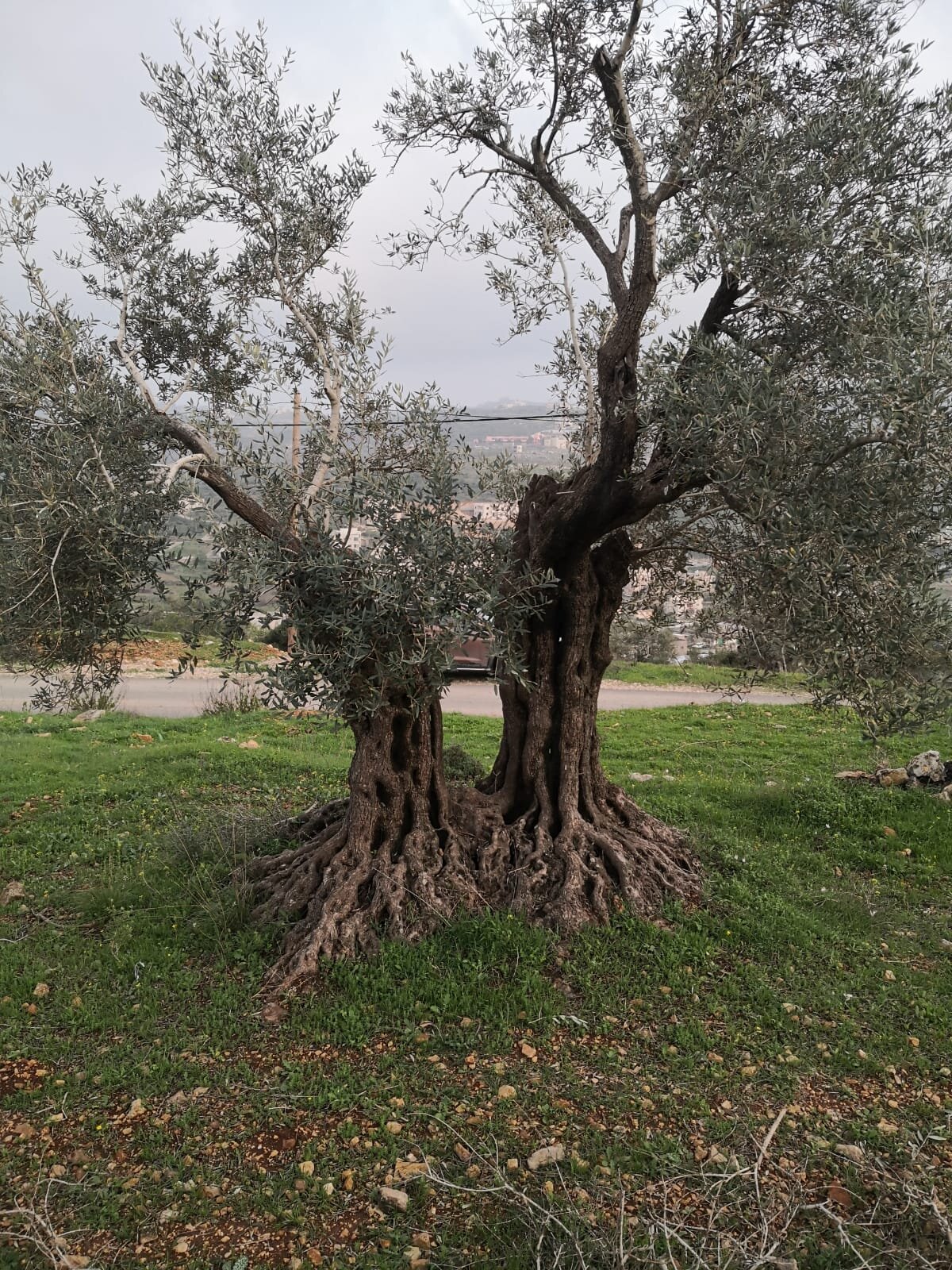  An olive tree. Courtesy Iyad Hadad. 