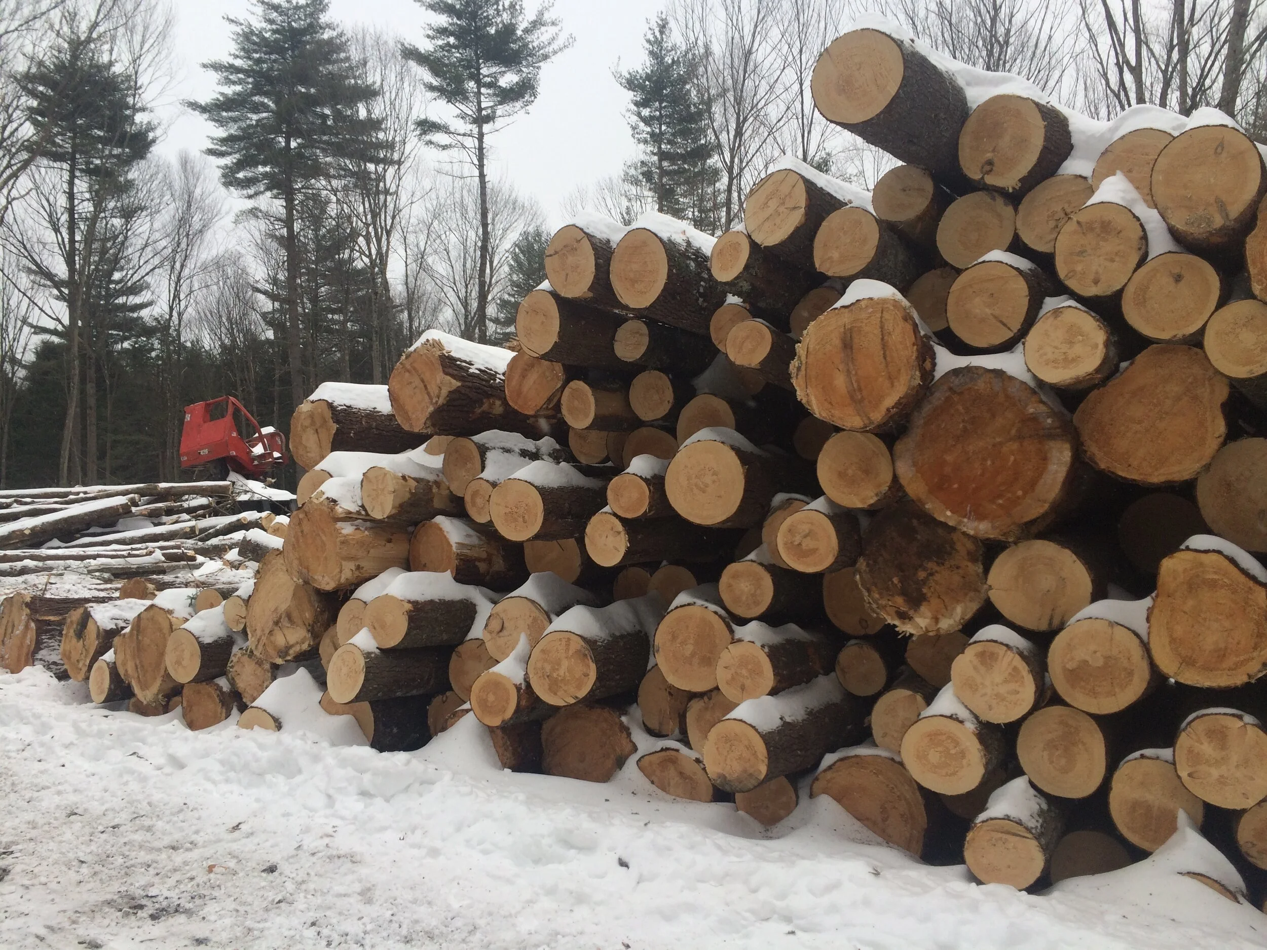 The Forest for the Carbon