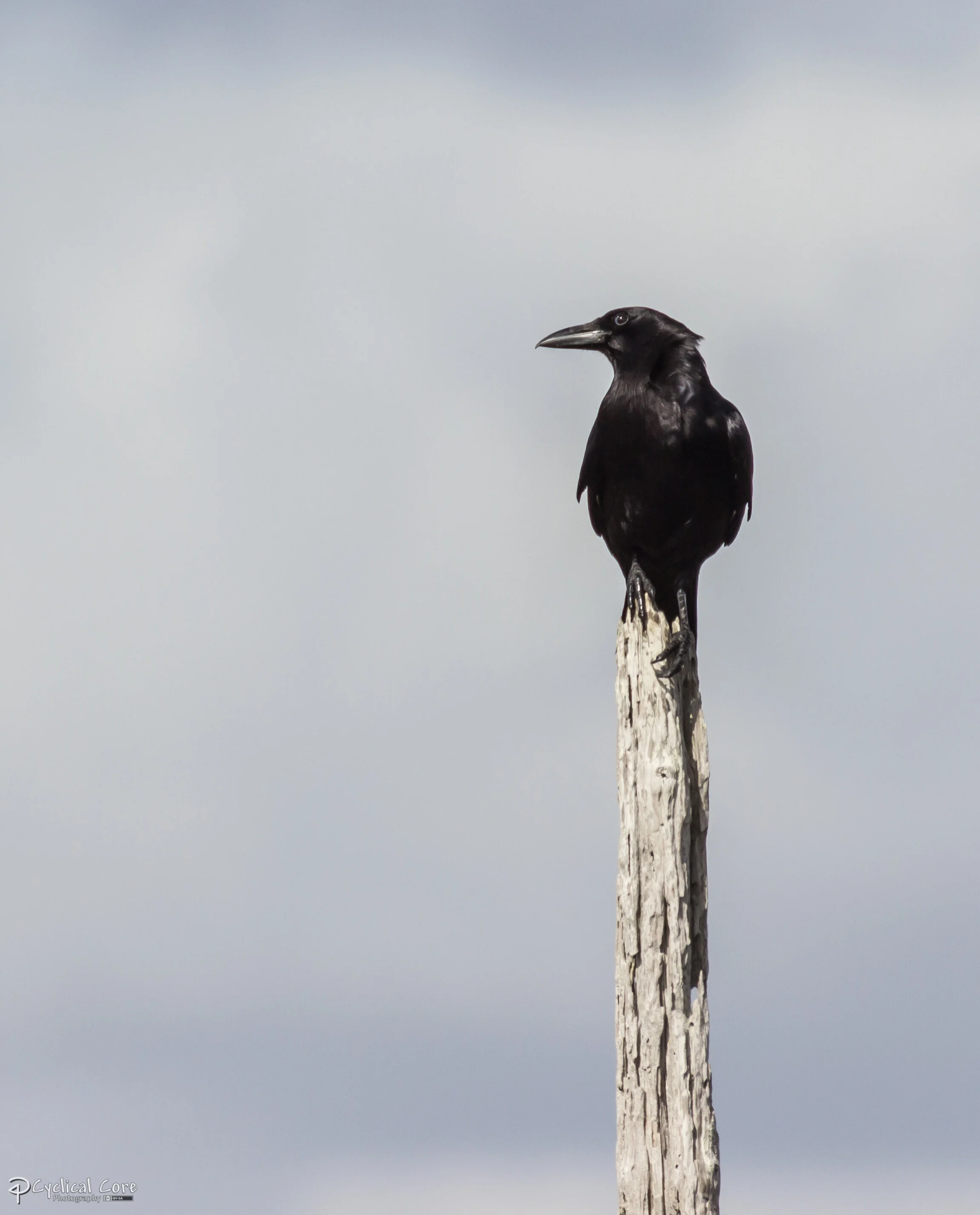 I Would Prefer Not To