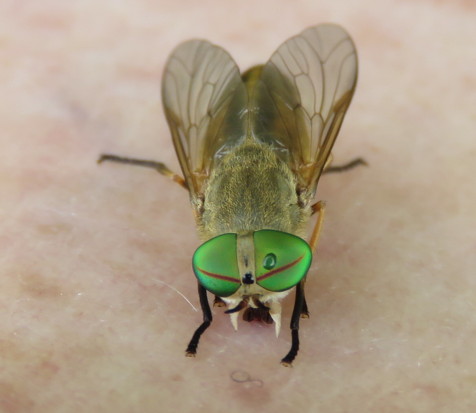 The Greenhead Fly