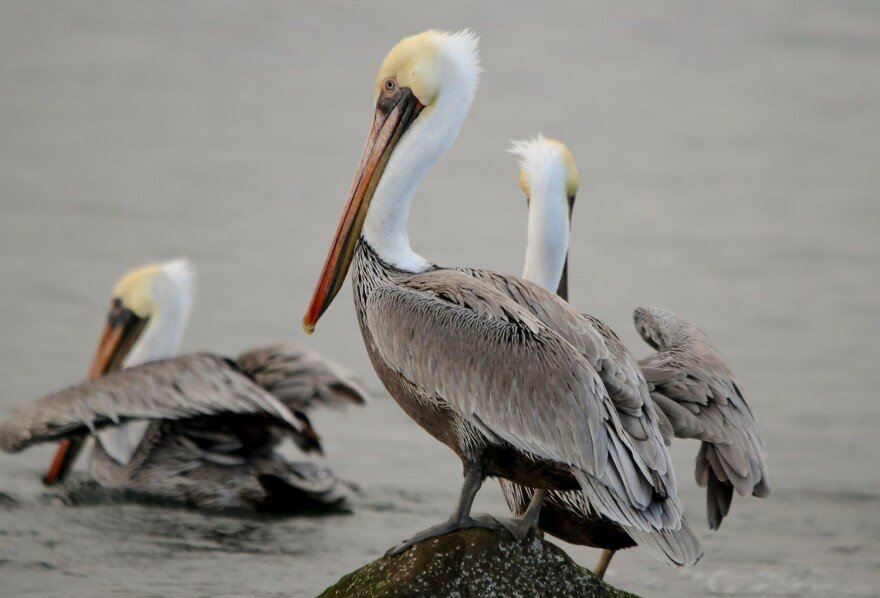 California brown pelicans overwintering at Oregon Coast National Wildlife Refuge