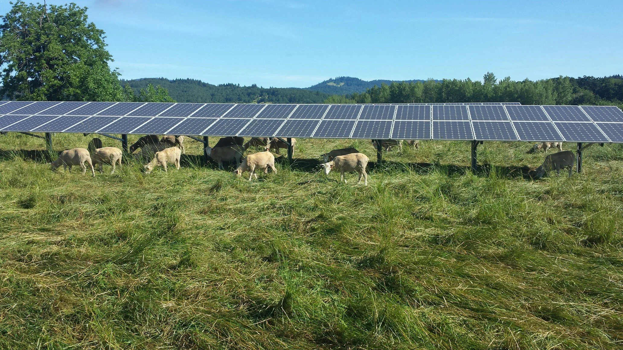 Sheep + Solar, A Love Story