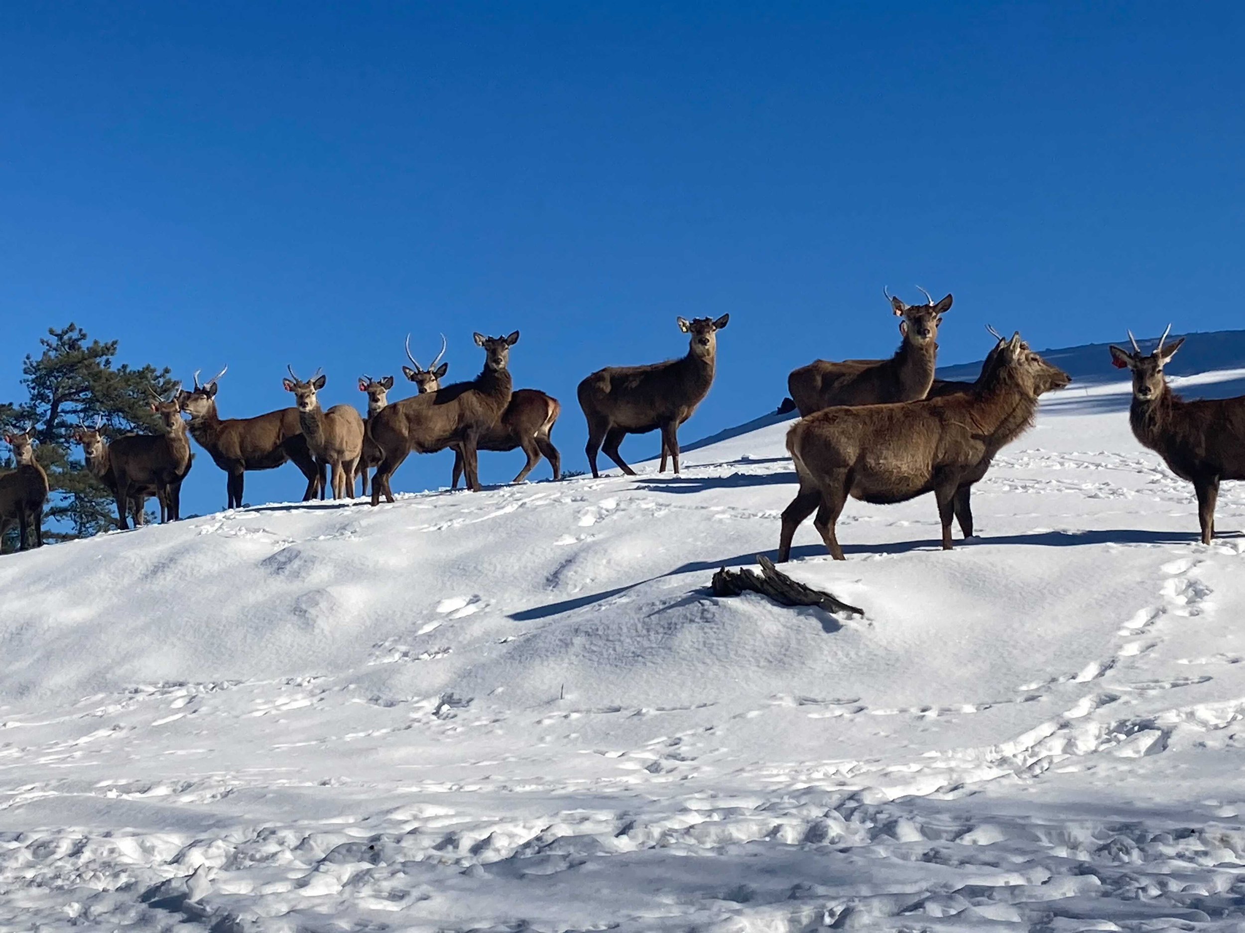  Red deer stags at Bonnie Brae Farm in Plymouth, New Hampshire. Except for the yearlings (or “spikers”) their antlers have already been removed this year.  Credit: Taylor Quimby 