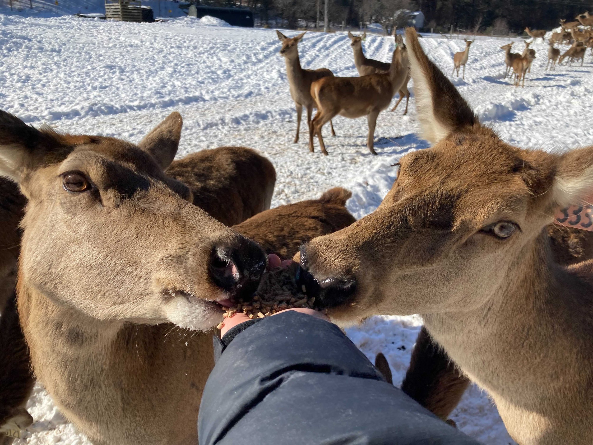  Feeding does at Bonnie Brae Farm, in Plymouth, New Hampshire. Credit: Taylor Quimby 