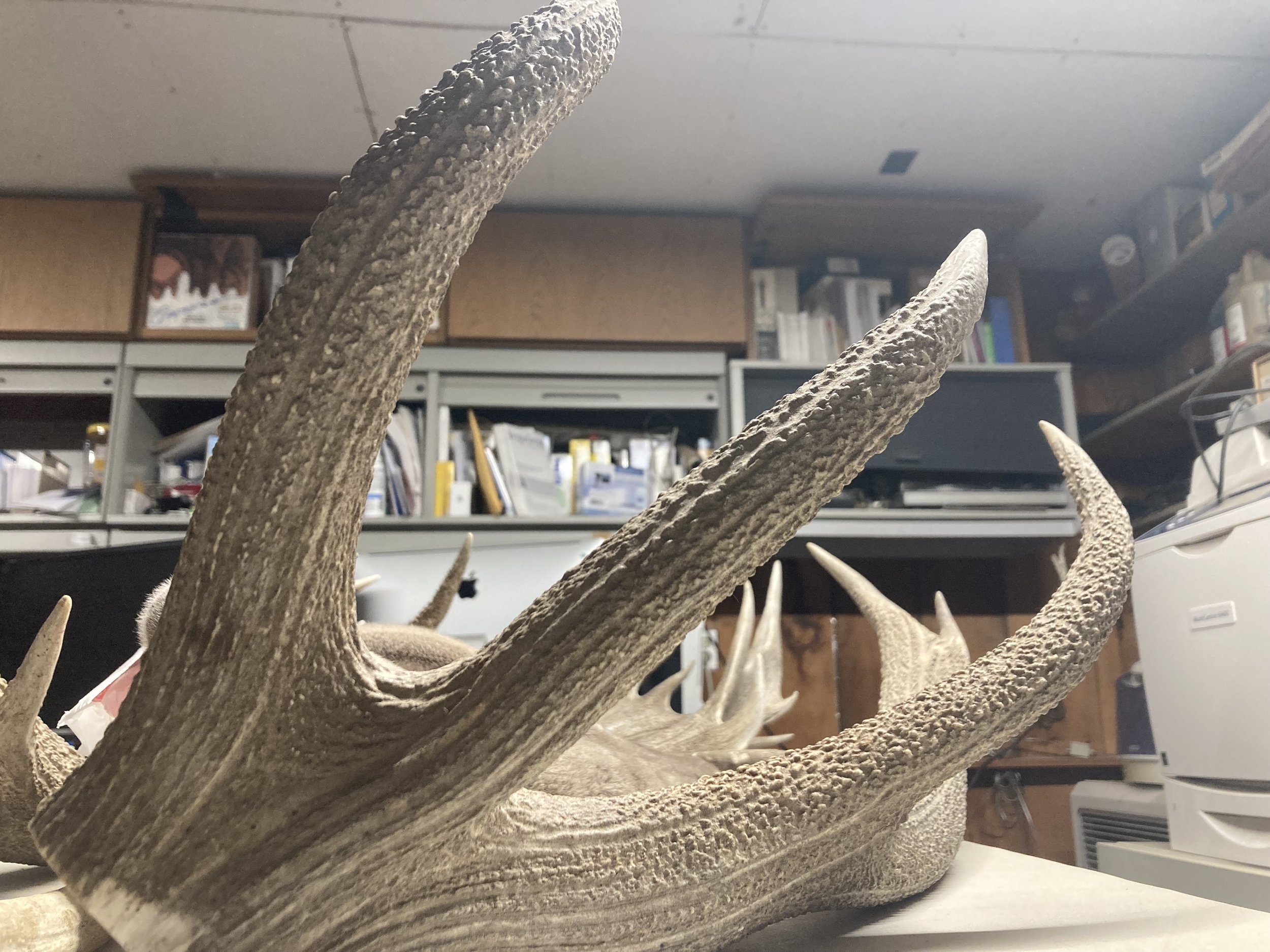  A red deer shed antler. Credit: Taylor Quimby 