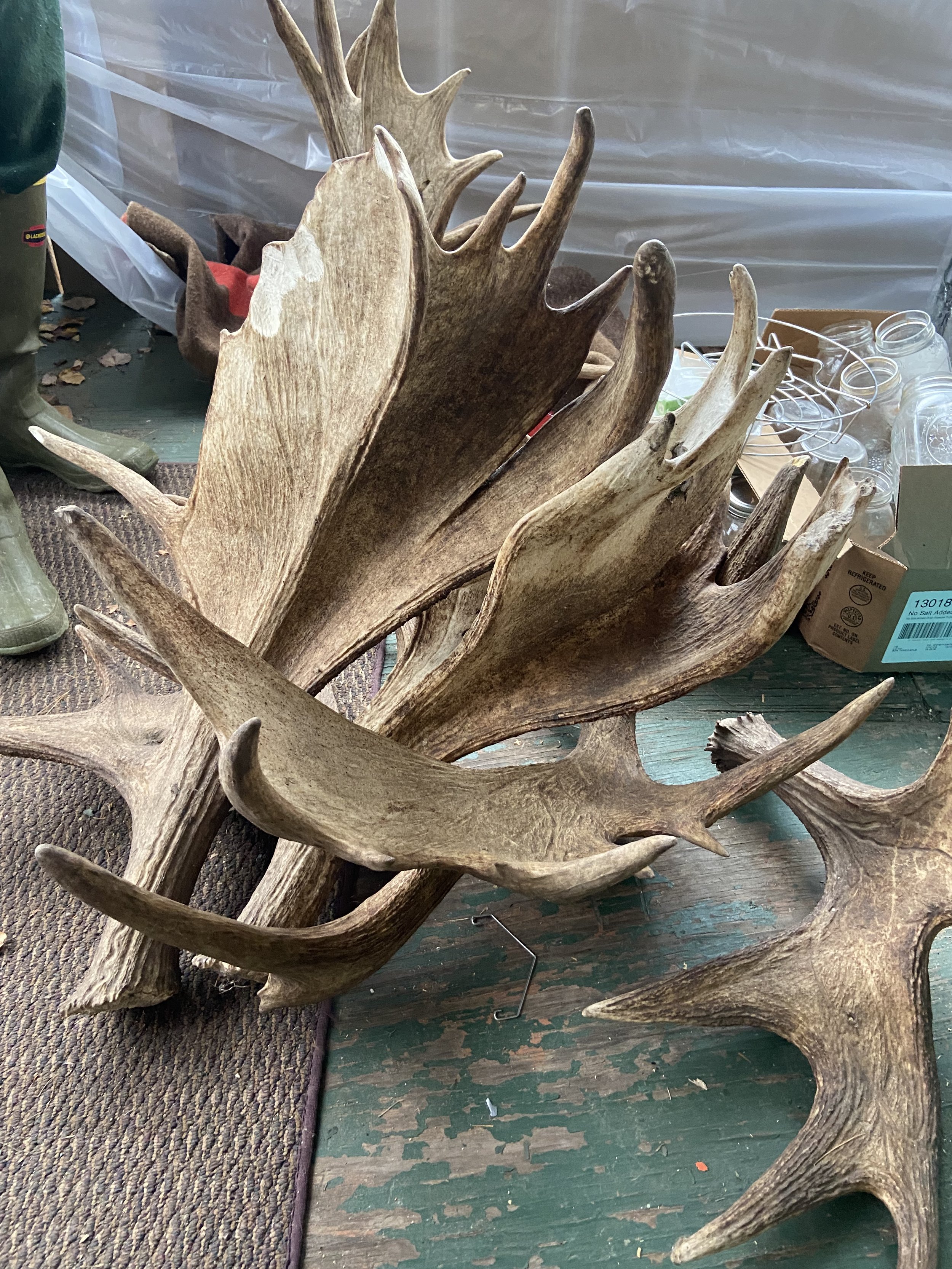  A collection of shed-hunter Will Staat's moose antlers (and mason jars). Credit: Jessica Hunt 