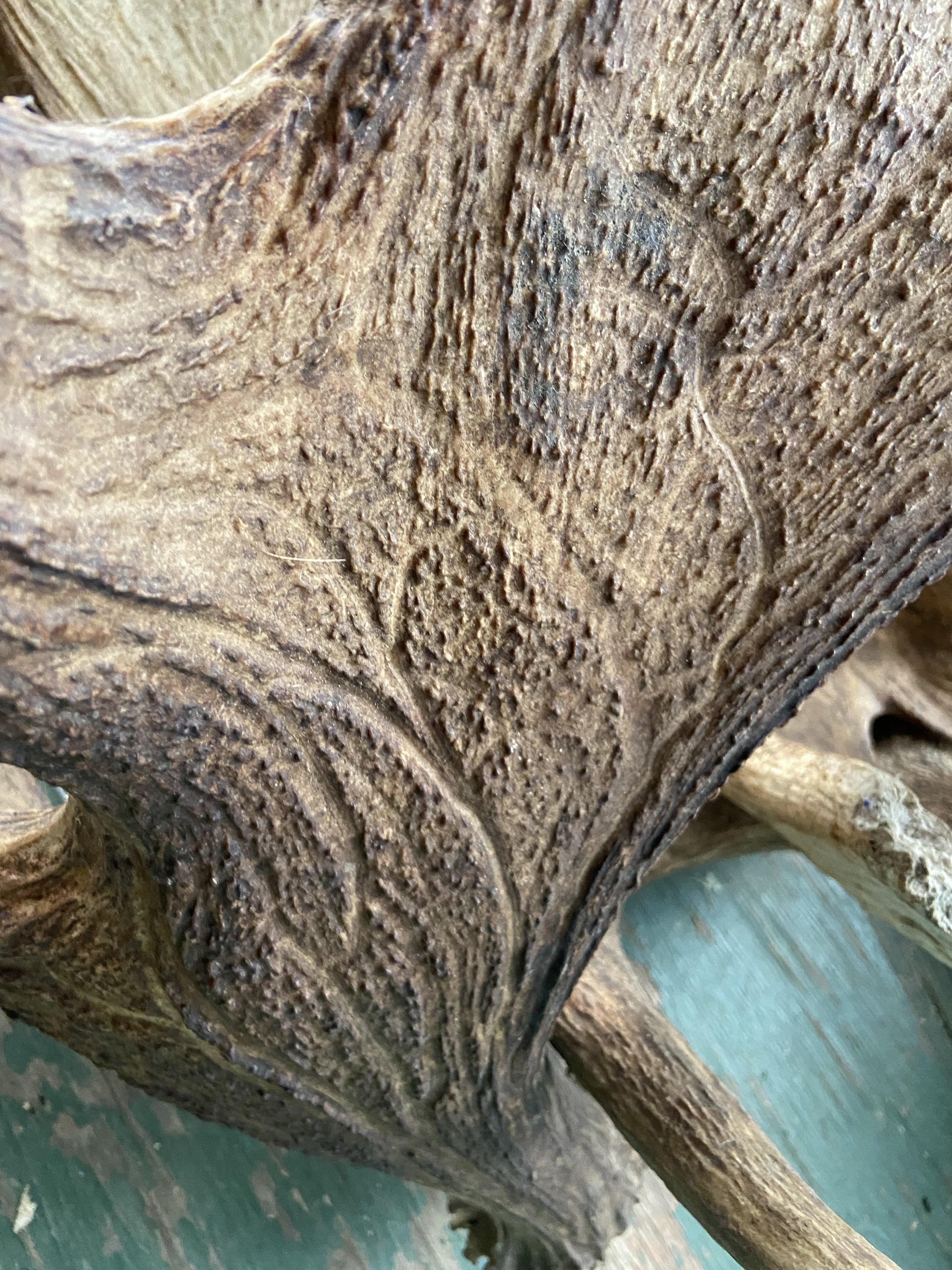  A close-up of a shed moose antler.  Credit: Jessica Hunt 