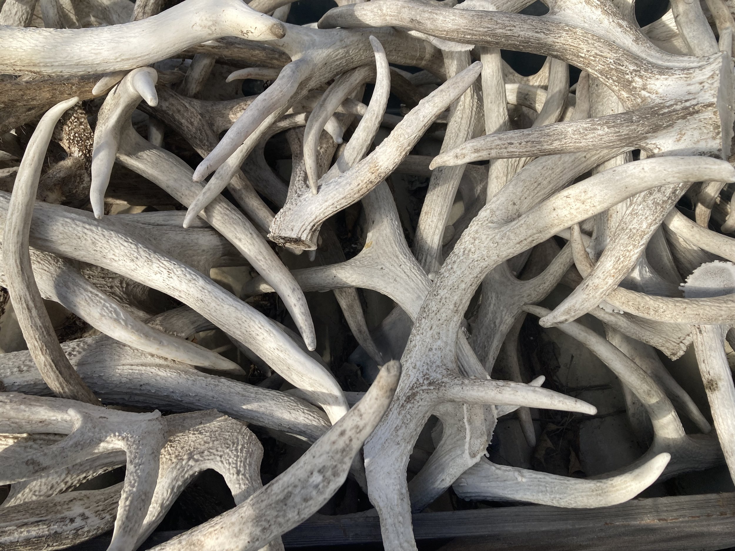  A pile of shed antlers at Bonnie Brae Farm, in Plymouth, New Hampshire.  Credit: Taylor Quimby 