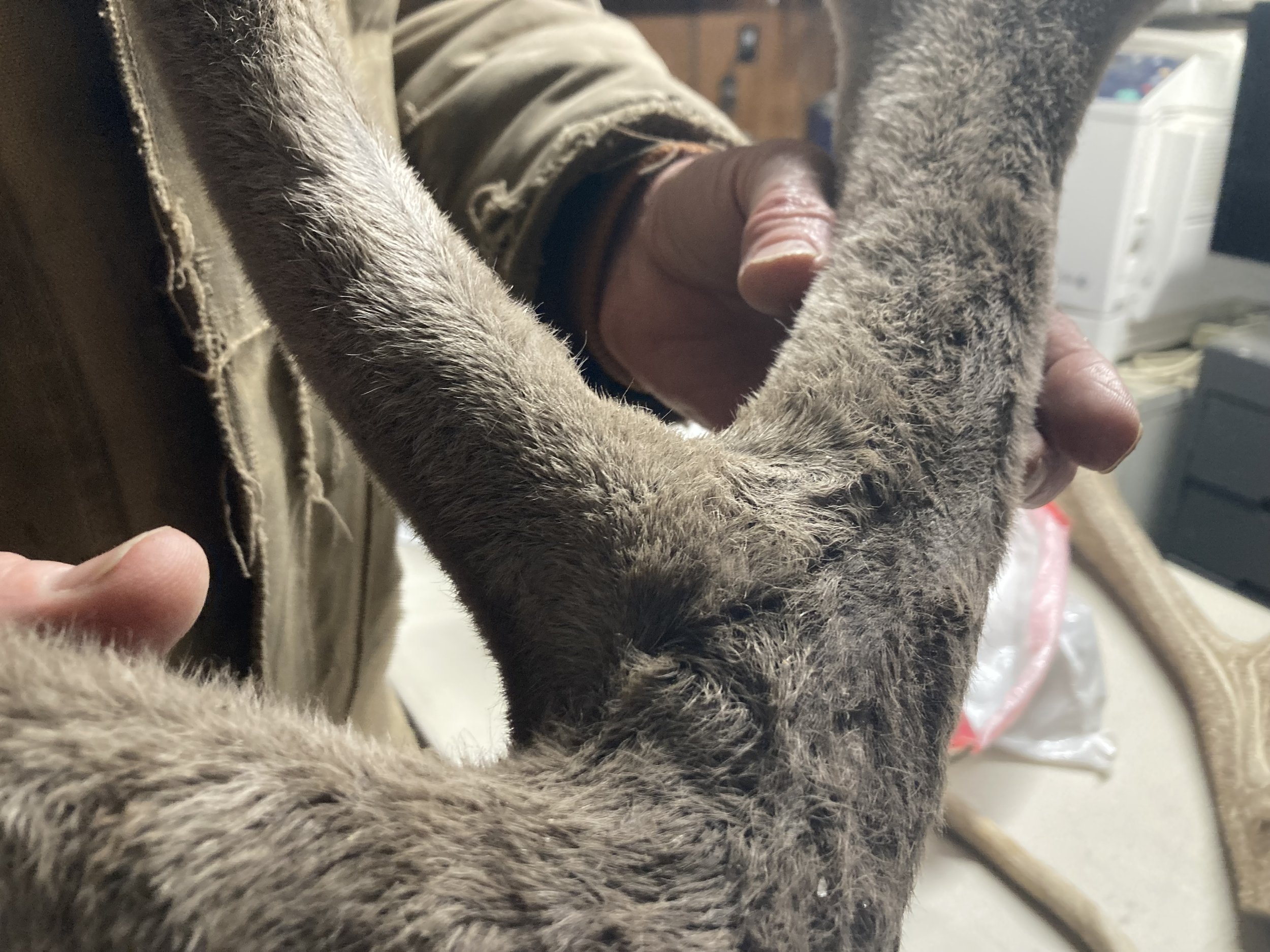  Deer farmer Henry Ahern holding a frozen velvet antler from one of his stags. Credit: Taylor Quimby 